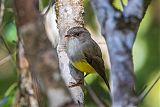 Yellow-bellied Robin